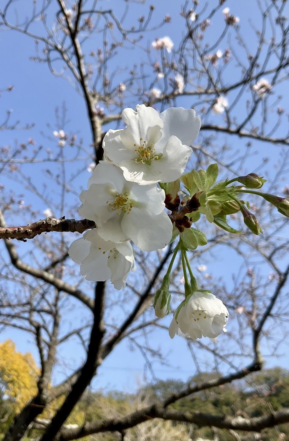 ３月２７日　撮影
